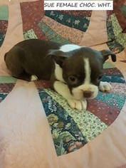 Boston Terrier Puppy for sale in MABANK, TX, USA