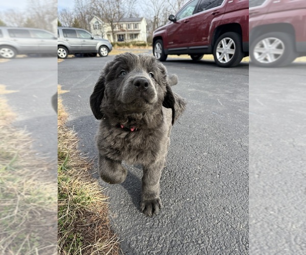 Medium Photo #7 Newfoundland Puppy For Sale in MARTINSBURG, WV, USA