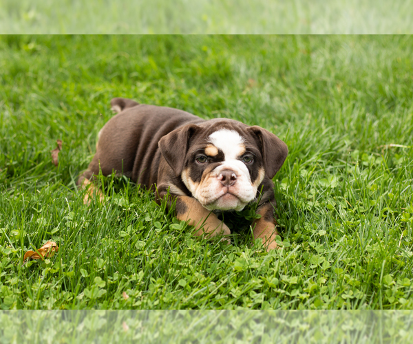 Medium Photo #7 English Bulldog-Olde English Bulldogge Mix Puppy For Sale in MILFORD, IN, USA