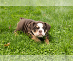 Small #6 English Bulldog-Olde English Bulldogge Mix