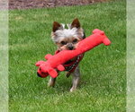 Small #1 Mutt