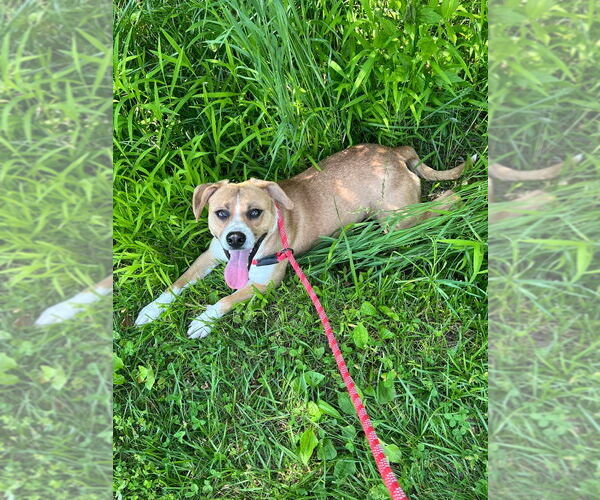 Medium Photo #4 Mutt Puppy For Sale in Cromwell, KY, USA