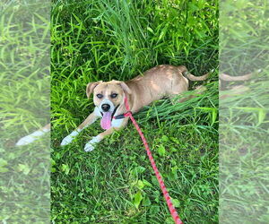 Livvy - Female Mutt Dog for Adoption - Photo #4