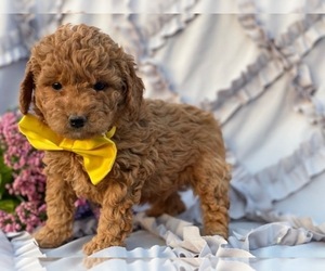 Goldendoodle Puppy for sale in LANCASTER, PA, USA