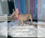 Small Photo #48 French Bulldog Puppy For Sale in CAPE CORAL, FL, USA