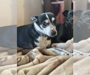 Odie - Male Rat-Cha Dog for Adoption - Photo #2