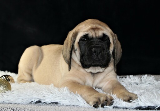 Medium Photo #7 Mastiff Puppy For Sale in SUGARCREEK, OH, USA