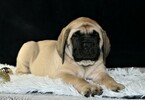 Small Photo #7 Mastiff Puppy For Sale in SUGARCREEK, OH, USA