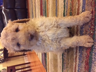 Goldendoodle-Poodle (Standard) Mix Puppy for sale in SOMERVILLE, OH, USA