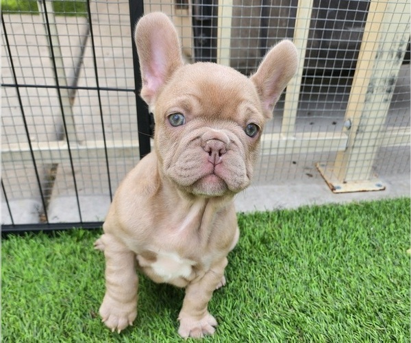 Medium Photo #1 French Bulldog Puppy For Sale in LAS VEGAS, NV, USA