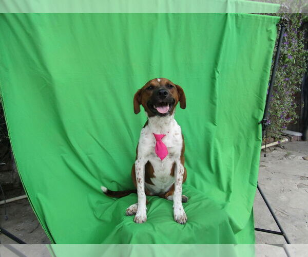 Medium Photo #2 Labrador Retriever-Unknown Mix Puppy For Sale in San Diego, CA, USA