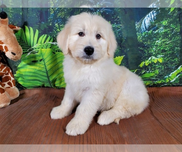 Medium Photo #5 Goldendoodle-Poodle (Standard) Mix Puppy For Sale in PEYTON, CO, USA