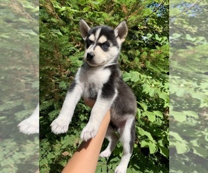 German Shepherd Dog-Siberian Husky Mix Puppy for sale in VANCOUVER, WA, USA