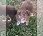 Small Photo #29 Miniature Australian Shepherd Puppy For Sale in BETHANY, IL, USA