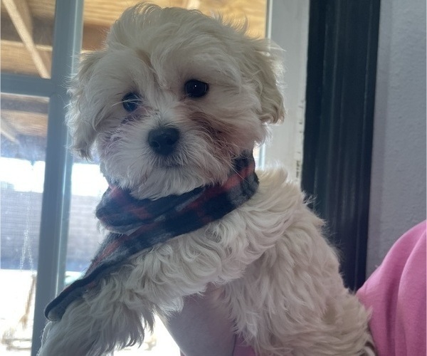 Medium Photo #10 Maltipoo (Miniature) Puppy For Sale in PALMDALE, CA, USA
