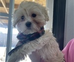 Small Photo #10 Maltipoo (Miniature) Puppy For Sale in PALMDALE, CA, USA