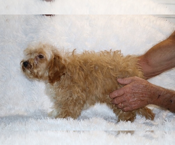 Medium Photo #19 Cockapoo (Miniature) Puppy For Sale in DYERSBURG, TN, USA