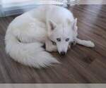Small Photo #1 Siberian Husky Puppy For Sale in GOOSE CREEK, SC, USA