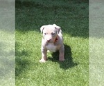 Puppy Puppy 2 Orange American Bully