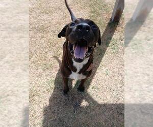 American Pit Bull Terrier-Unknown Mix Dogs for adoption in Corpus Christi, TX, USA