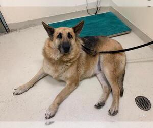 German Shepherd Dog Dogs for adoption in Fremont, CA, USA