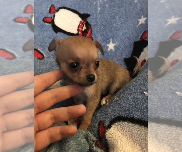Medium Photo #1 Chihuahua Puppy For Sale in SALEM, OR, USA