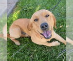 Small Labrador Retriever