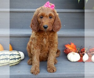 Goldendoodle Puppy for sale in MILLERSBURG, OH, USA