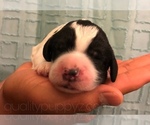 Small Photo #4 Springerdoodle Puppy For Sale in ANZA, CA, USA