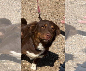 Labrador Retriever-Unknown Mix Dogs for adoption in Blairsville, GA, USA