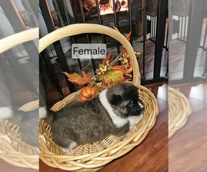 Akita Puppy for sale in ROSEVILLE, CA, USA