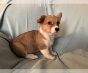 Pembroke Welsh Corgi Puppy for sale in RAMONA, OK, USA