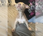 Puppy Puppy 1 American Bully