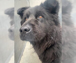 Mona - Female Chow Chow Dog for Adoption - Photo #2