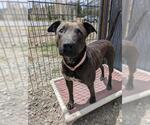 Small American Pit Bull Terrier Mix
