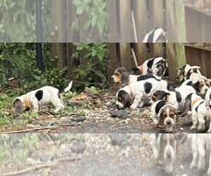 Basset Hound Litter for sale in GAITHERSBURG, MD, USA