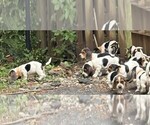 Image preview for Ad Listing. Nickname: Litter of 9
