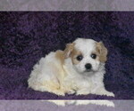 Small #3 Cavachon