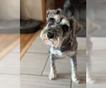 Small #2 Mutt