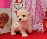 Small Photo #29 Poodle (Toy) Puppy For Sale in CHANUTE, KS, USA