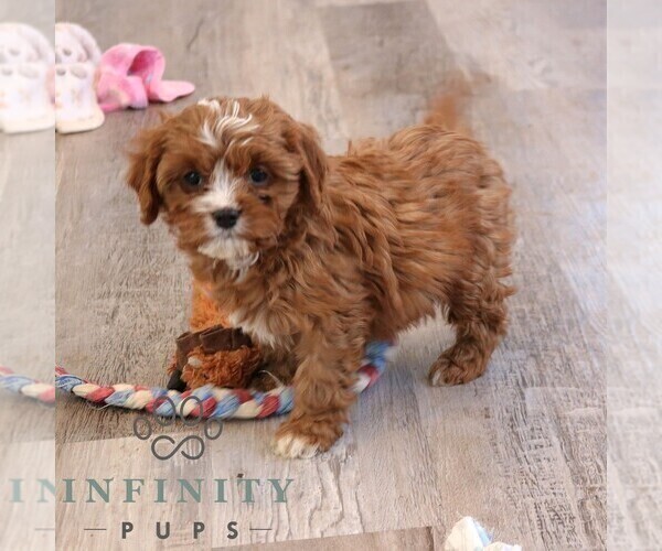 Medium Photo #4 Cavapoo (Miniature) Puppy For Sale in NARVON, PA, USA