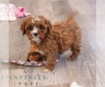 Small #3 Cavapoo (Miniature)