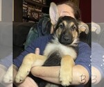 Small #7 German Shepherd Dog