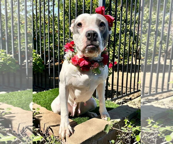 Medium Photo #8 American Pit Bull Terrier-American Staffordshire Terrier Mix Puppy For Sale in Redlands, CA, USA