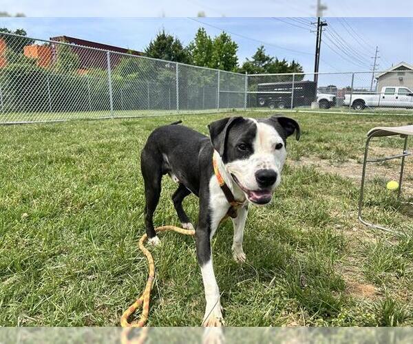 Medium Photo #1 American Pit Bull Terrier-Unknown Mix Puppy For Sale in Louisville, KY, USA