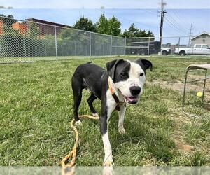 American Pit Bull Terrier-Unknown Mix Dogs for adoption in Louisville, KY, USA