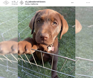 Labrador Retriever Puppy for sale in CERES, CA, USA