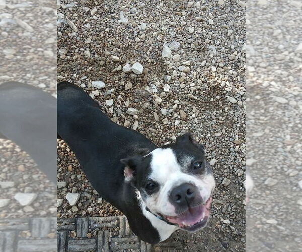 Medium Photo #7 Boston Terrier Puppy For Sale in Foristell, MO, USA