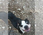 Small #6 Boston Terrier