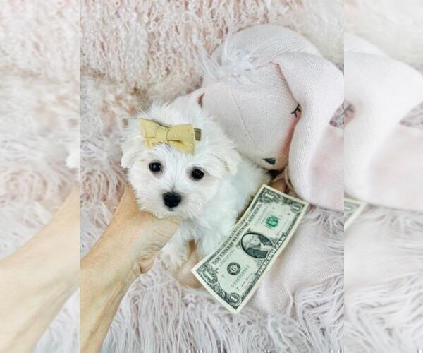 Medium Photo #3 Maltese Puppy For Sale in ATLANTA, GA, USA